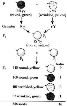 CBSE Sample Papers for Class10 Science Solved Set 6 20