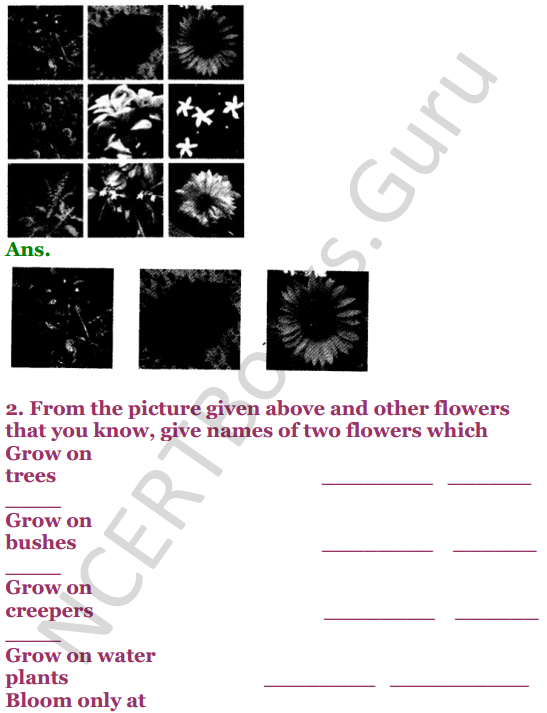 NCERT Solutions for Class 4 EVS Chapter 11 Valley Of Flowers 3